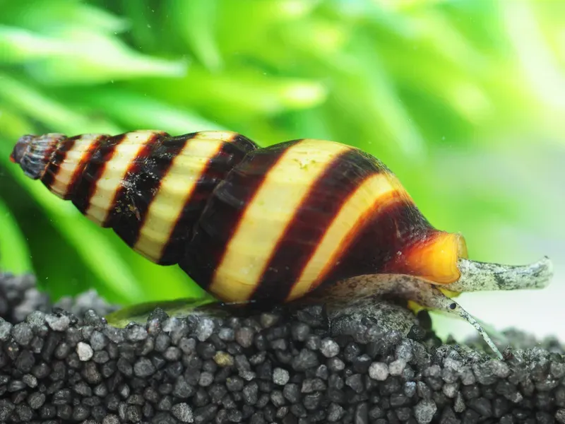 Katil Salyangoz (Anentome Helena)