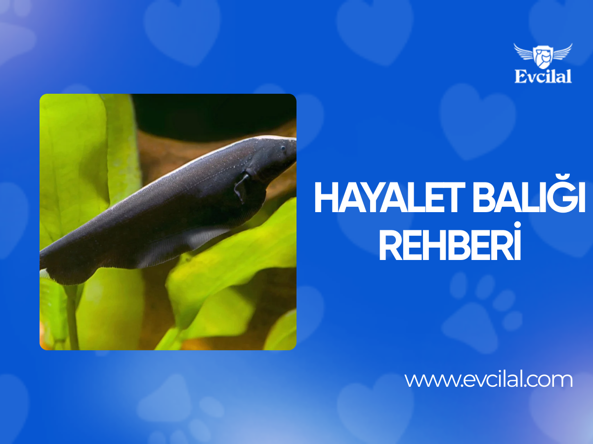 Gizemli Güzellik: Hayalet Balığı (Apteronotus Albifrons)