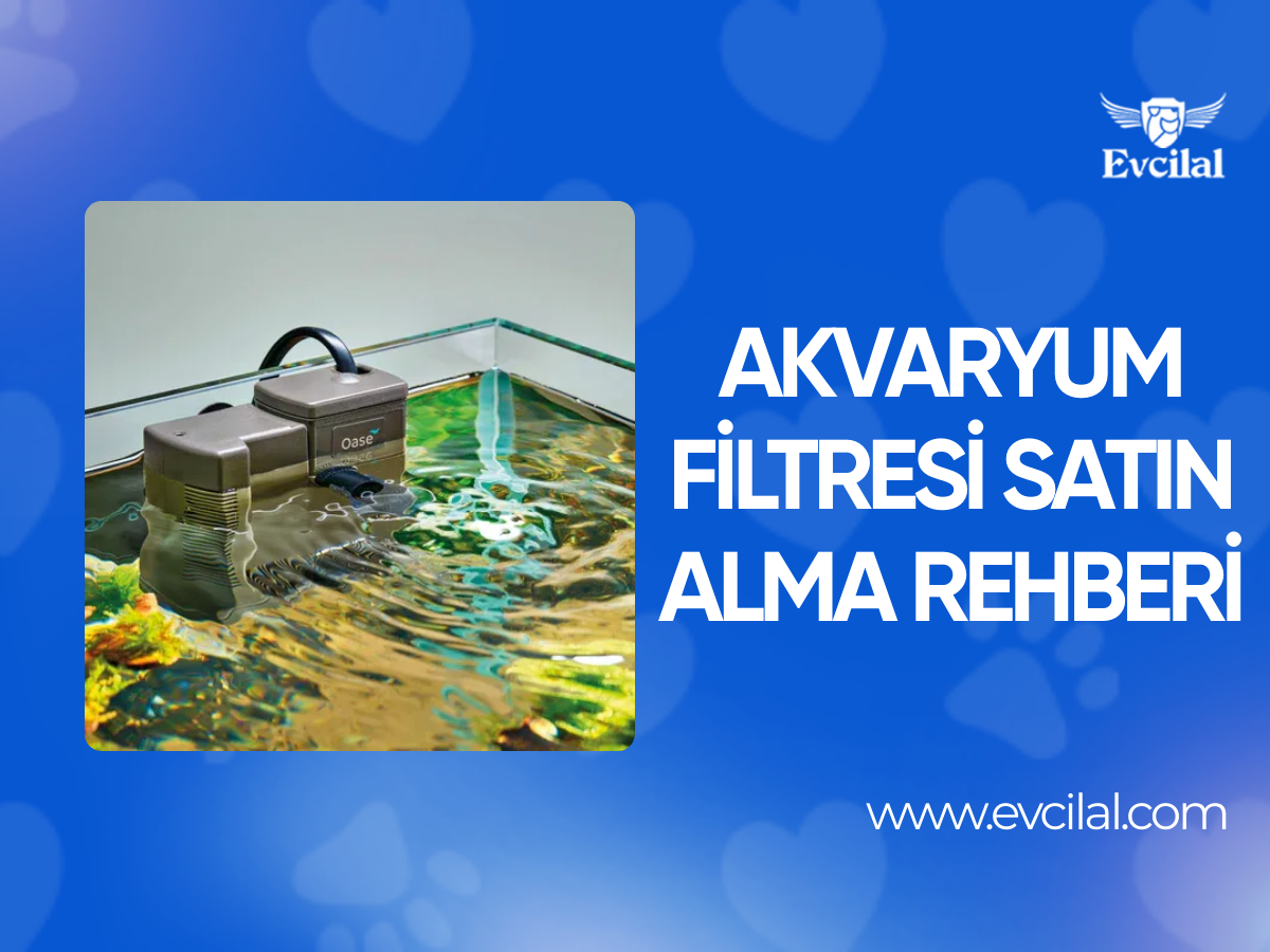 Akvaryum Filtresi Satın Alma Rehberi