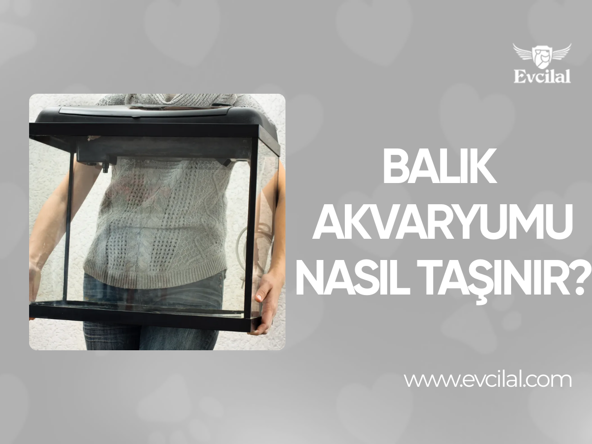 Akvaryum Taşıma: Balık Akvaryumu Güvenli Bir Şekilde Nasıl Taşınır?
