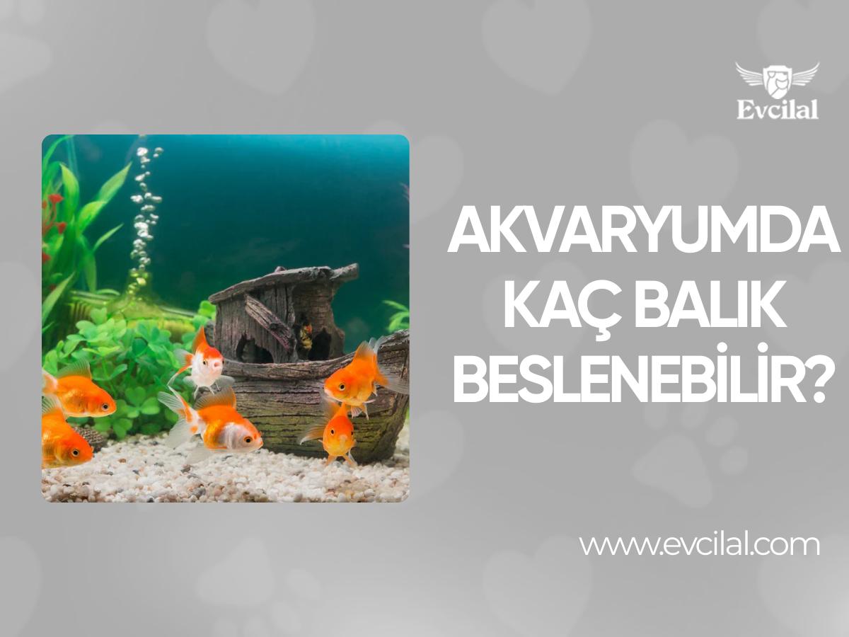 Akvaryumda Kaç Balık Beslenebilir?