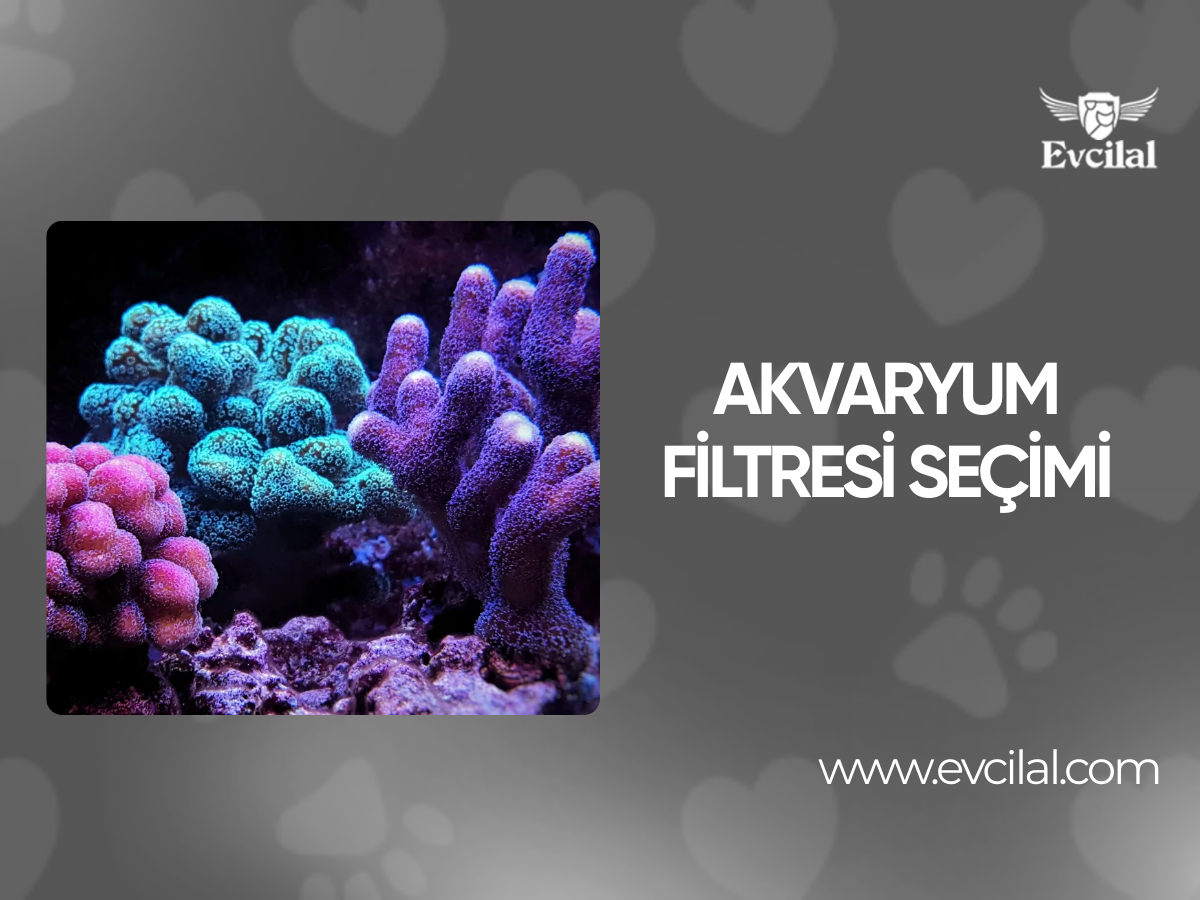 Akvaryum Filtresi Seçimi