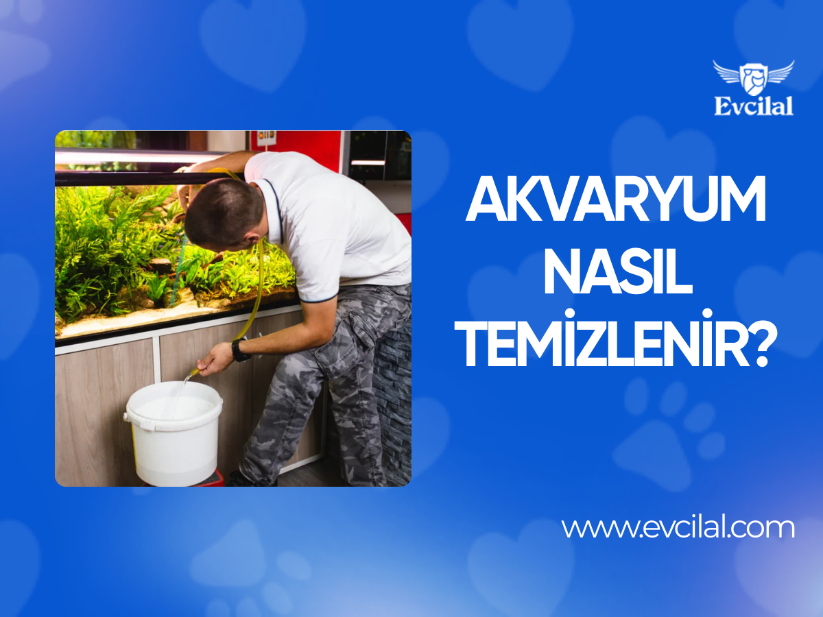 Akvaryum Nasıl Temizlenir?