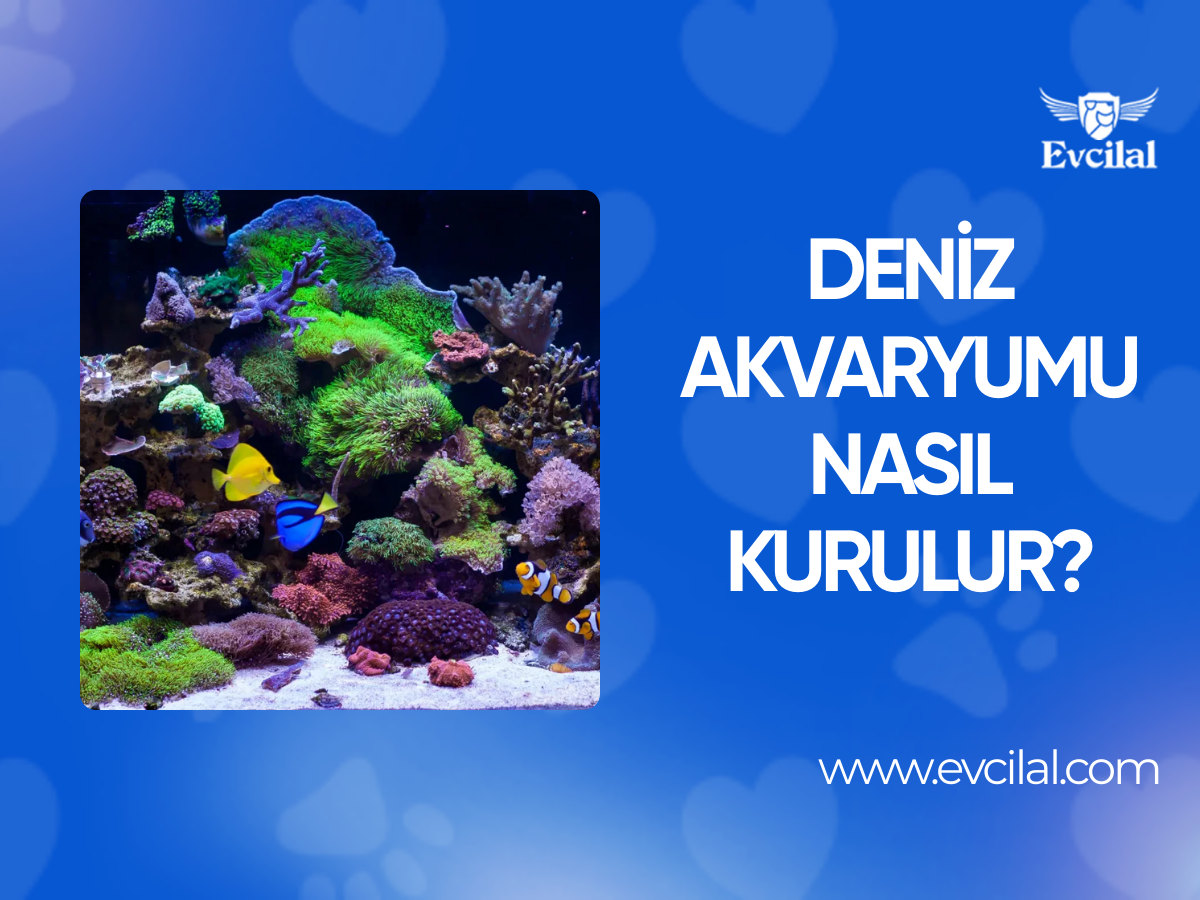 Deniz Akvaryumu Nasıl Kurulur?
