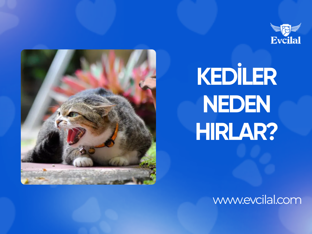 Kediler Neden Hırlar?