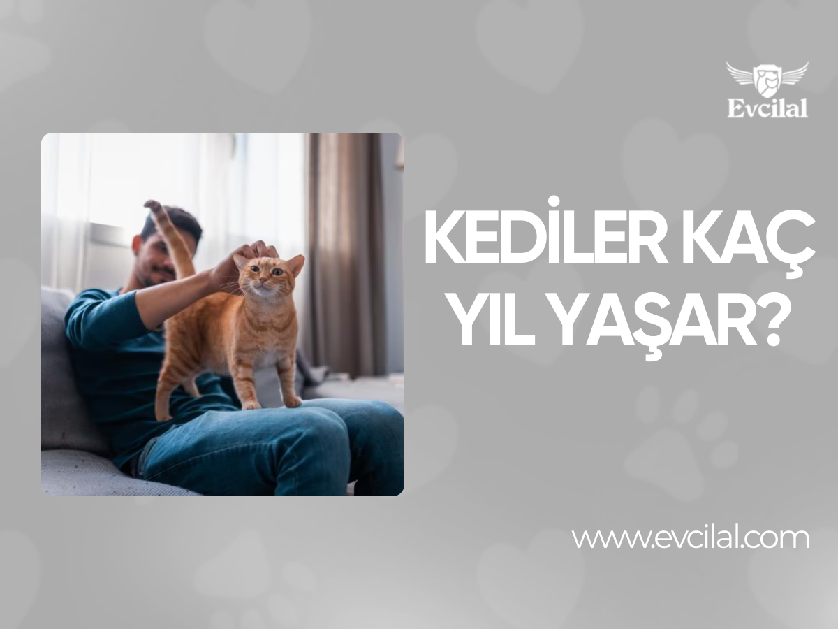 Kediler Kaç Yıl Yaşar?