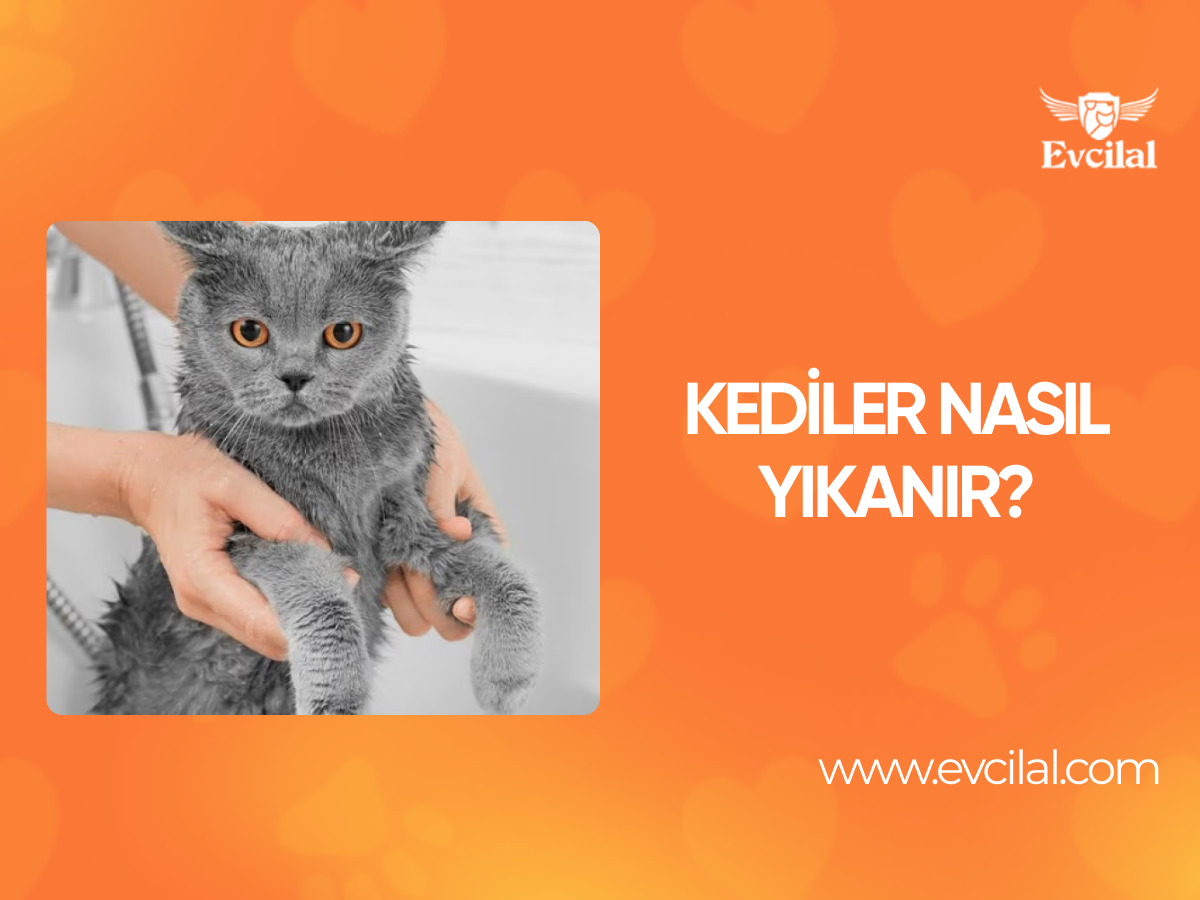 Kediler Nasıl Yıkanır?