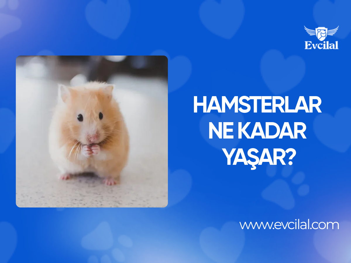 Hamsterlar Ne Kadar Yaşar?