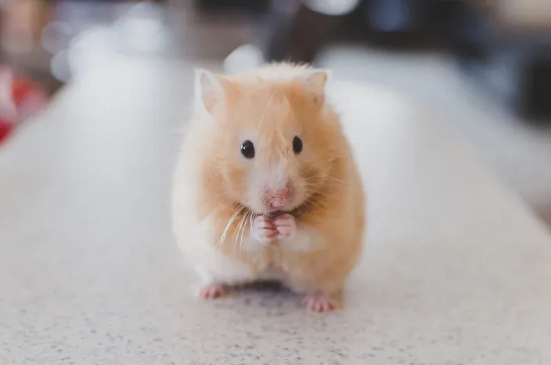 Hamsterlar Ne Kadar Yaşar?