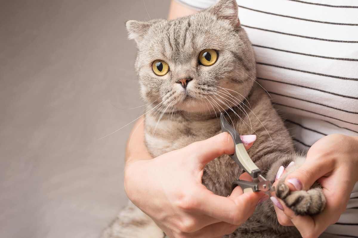 Kedi Tırnakları Nasıl Kesilir?