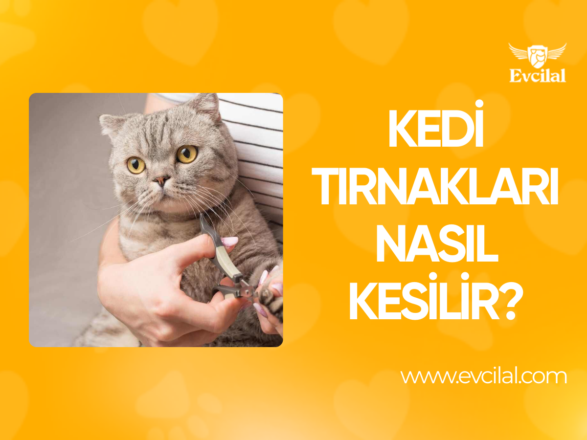 Kedi Tırnakları Nasıl Kesilir?