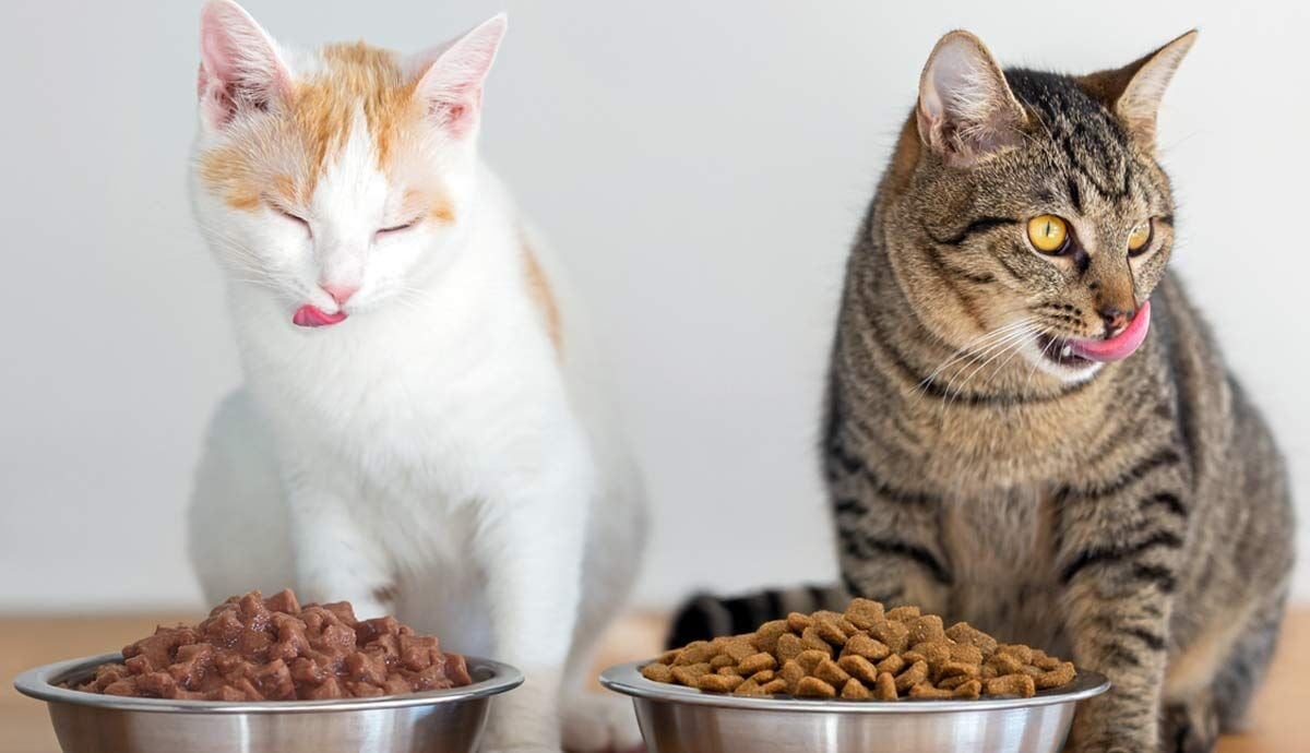 Yaş Mama mı Kuru Mama mı? Hangi Kedi Maması Daha İyi?