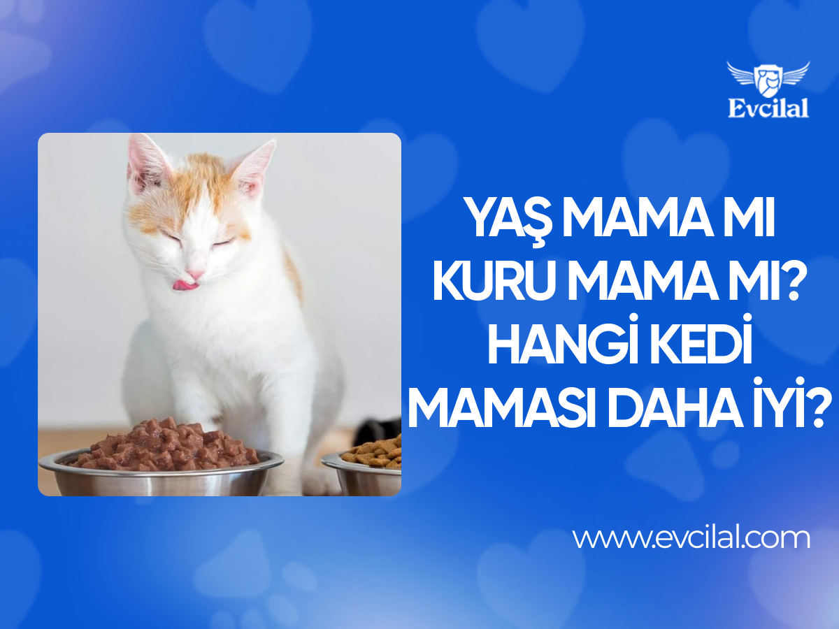 Yaş Mama mı Kuru Mama mı? Hangi Kedi Maması Daha İyi?