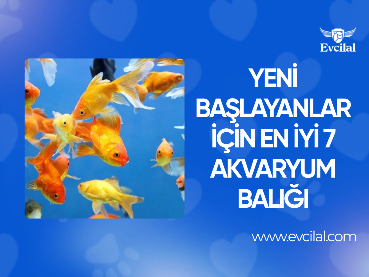 Yeni Başlayanlar İçin En İyi 7 Akvaryum Balığı