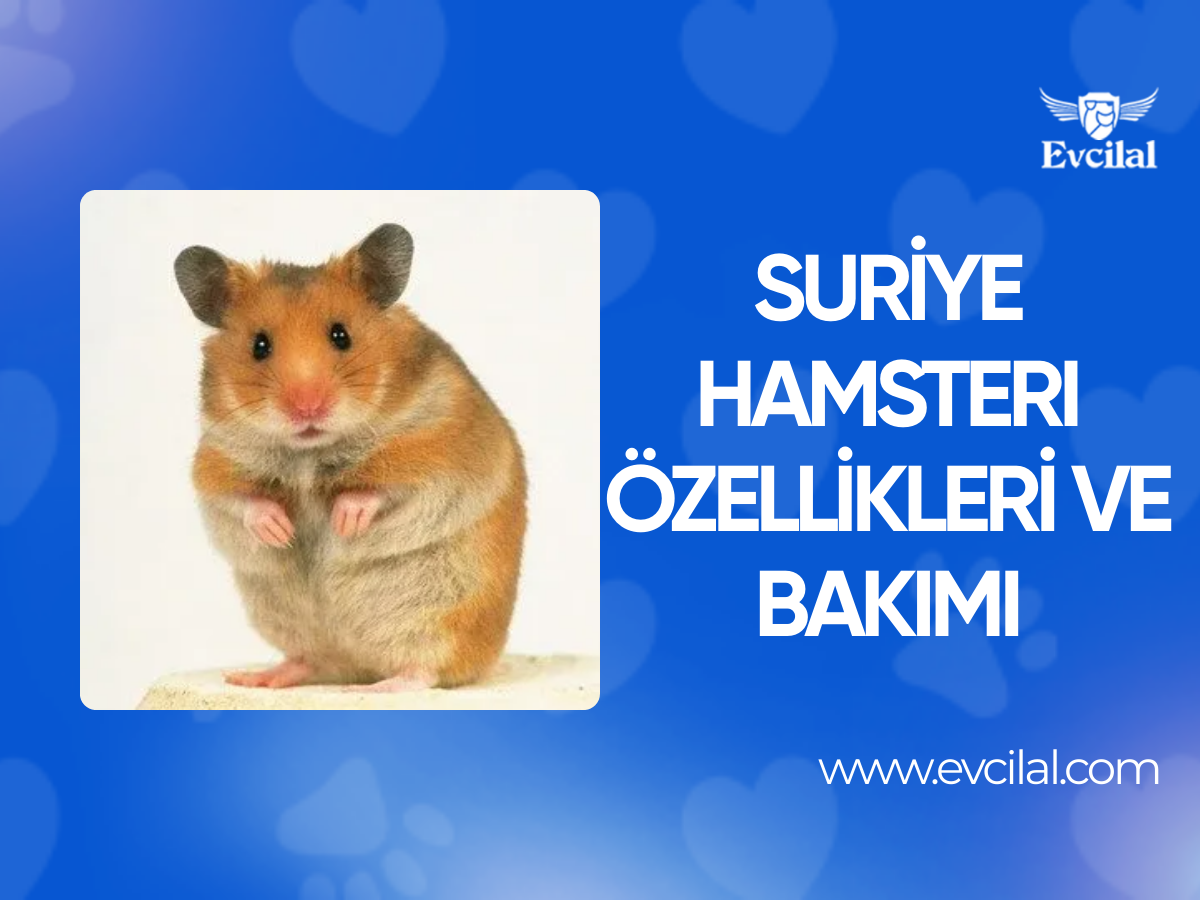 Suriye Hamsterı Özellikleri ve Bakımı