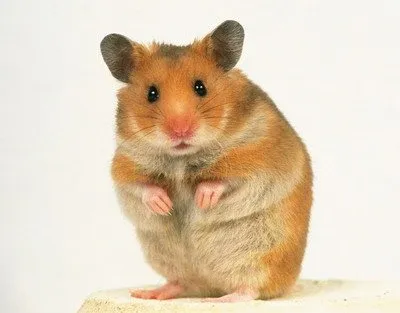 Suriye Hamsterı Özellikleri ve Bakımı