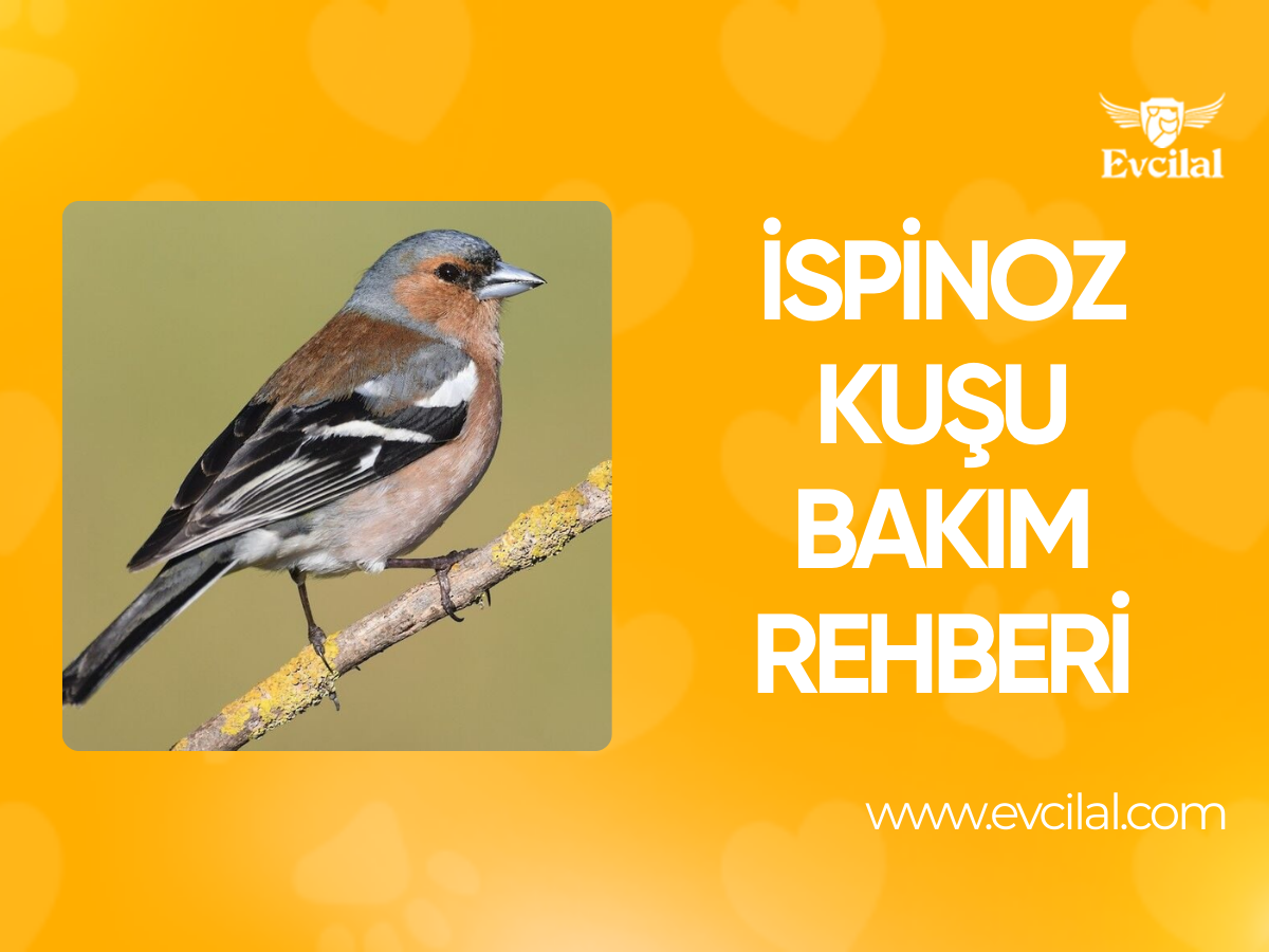 İspinoz Kuşu Bakım Rehberi