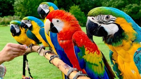 Macaw Papağanı Bakım Rehberi