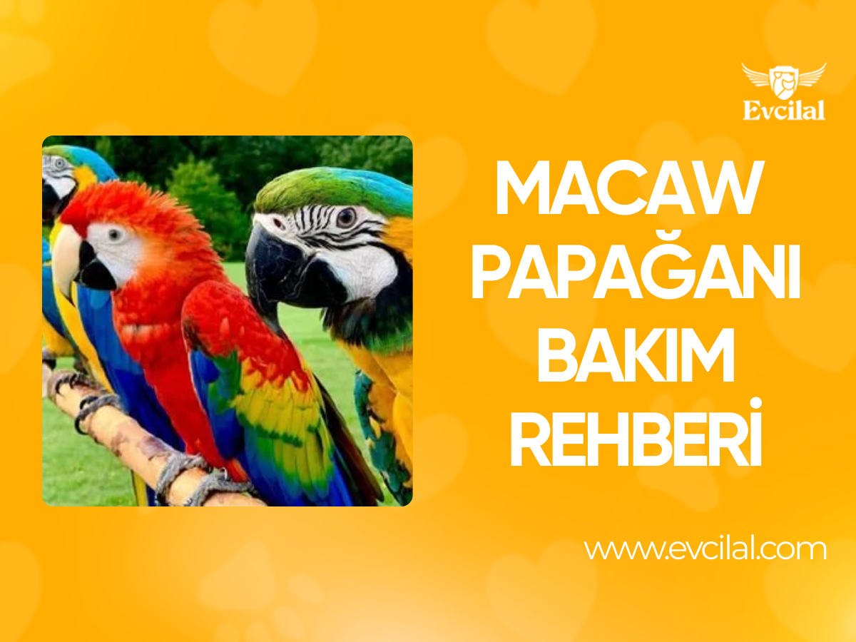 Macaw Papağanı Bakım Rehberi