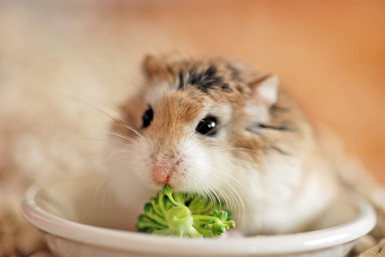 Hamster Bakımı ve Kafes Seçimi