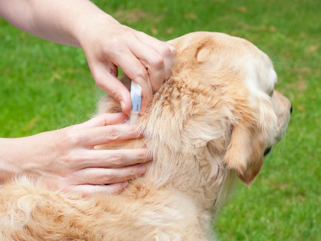 Köpeklerde Pire Nasıl Temizlenir?