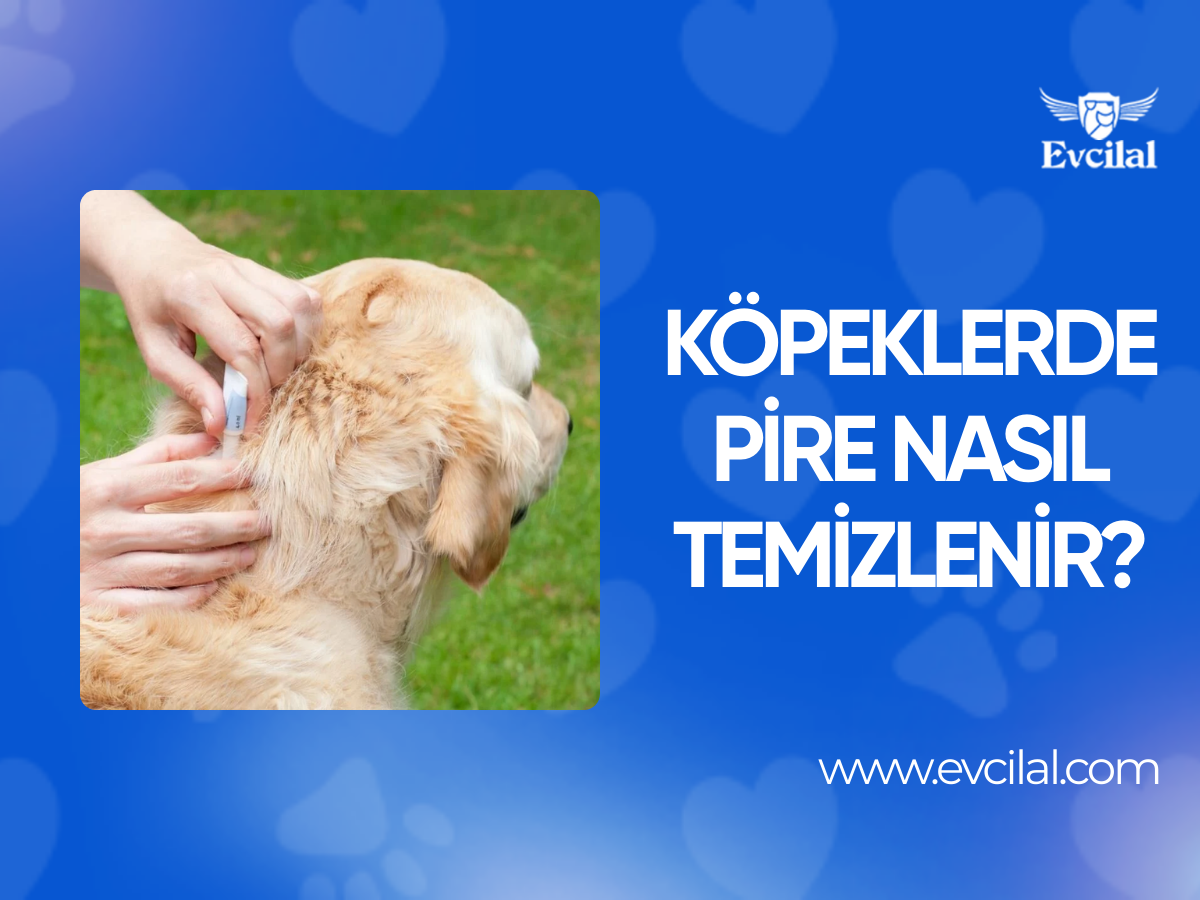Köpeklerde Pire Nasıl Temizlenir?