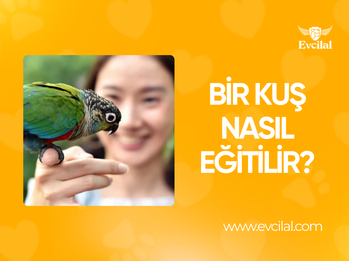 Bir Kuş Nasıl Eğitilir?