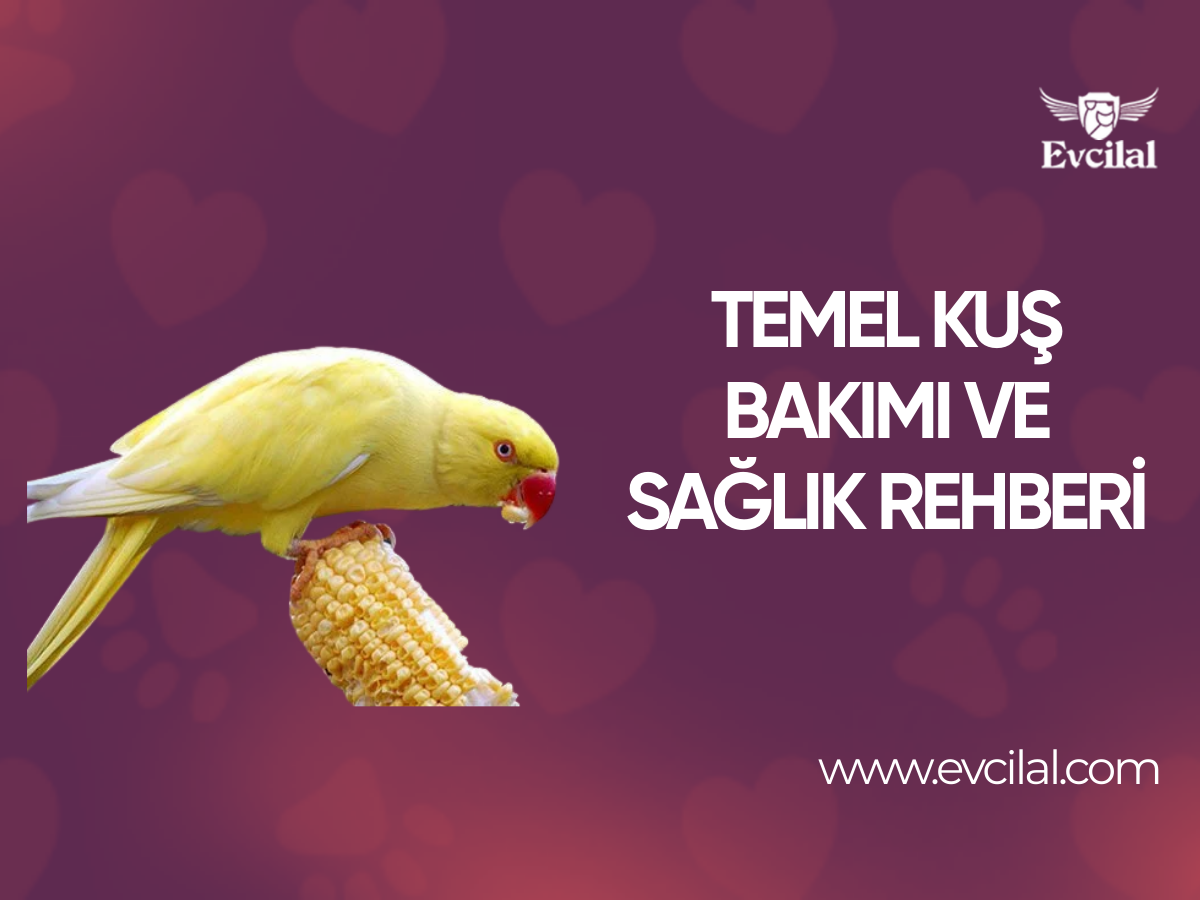 Temel kuş bakımı ve sağlık rehberi