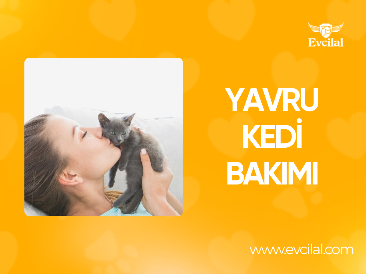 Yavru Kedi Bakımı