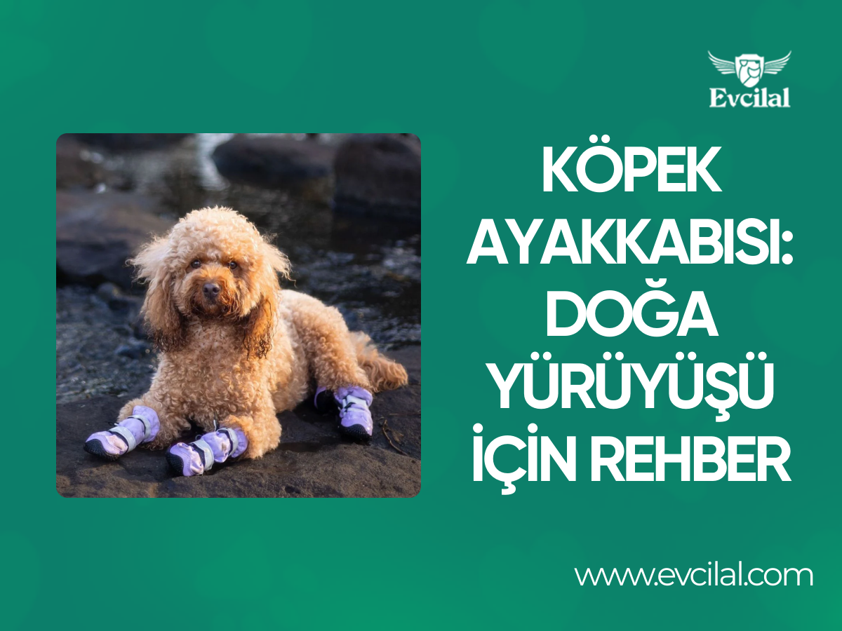 Köpek Ayakkabısı: Doğa Yürüyüşü İçin Rehber