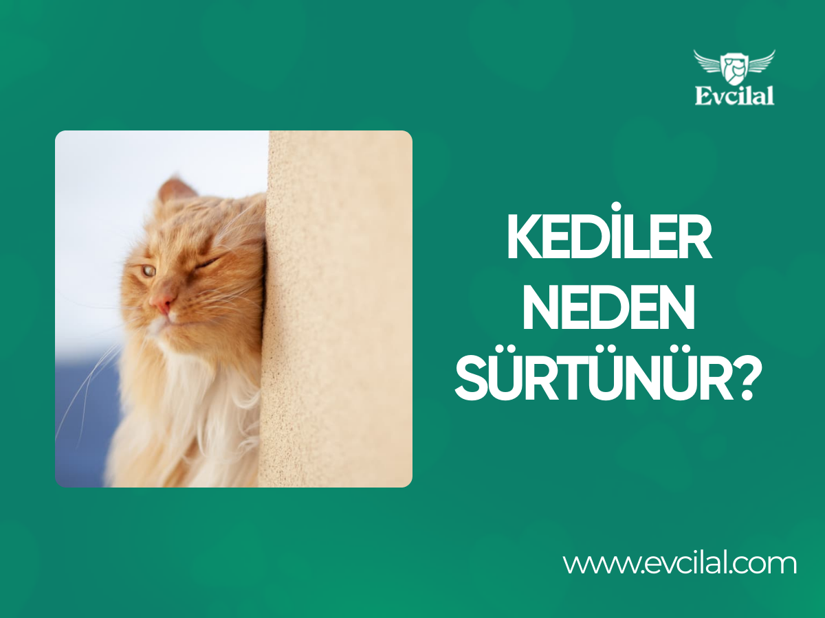 Kediler Neden Sürtünür?