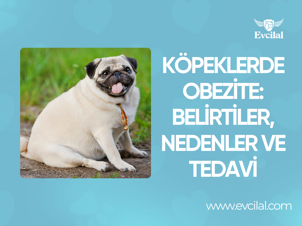 Köpeklerde Obezite: Belirtiler, Nedenler ve Tedavi