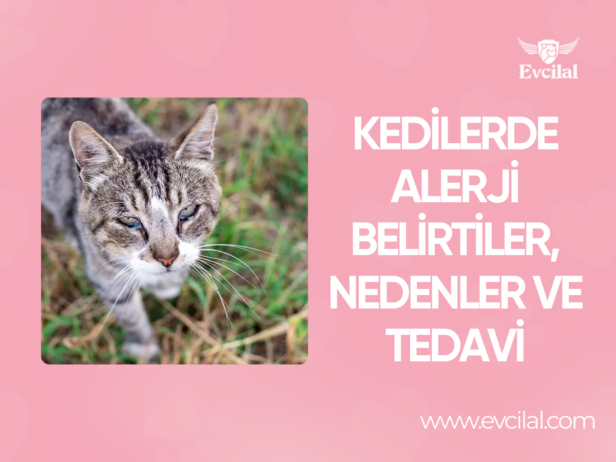 Kedilerde Alerji: Belirtiler, Nedenler ve Tedavi