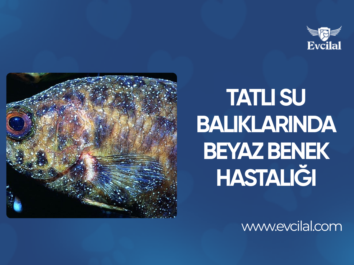 Tatlı Su Akvaryum Balıklarında Beyaz Benek Hastalığı