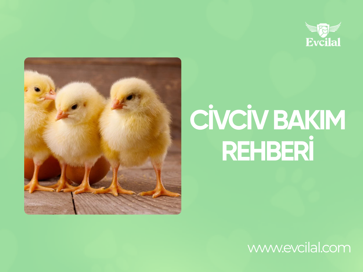 Civciv Bakım Rehberi