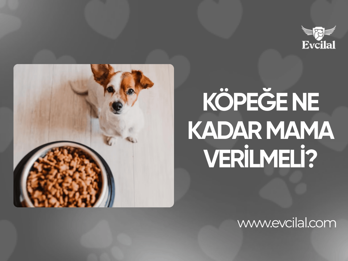 Köpek Beslenme Tablosu: Köpeğe Ne Kadar Mama Verilmeli?