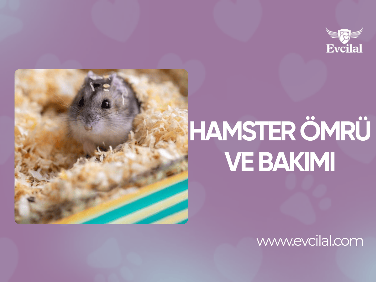 Hamster Ömrü ve Bakımı
