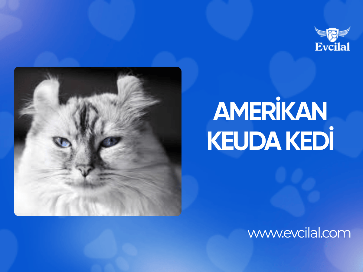 Amerikan Keuda Kedi Irkı Bilgileri: Kişilik ve Özellikler