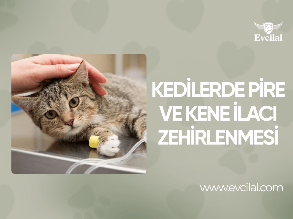 Kedilerde Pire ve Kene İlacı Zehirlenmesi: Nedenleri, Belirtileri ve Tedavisi