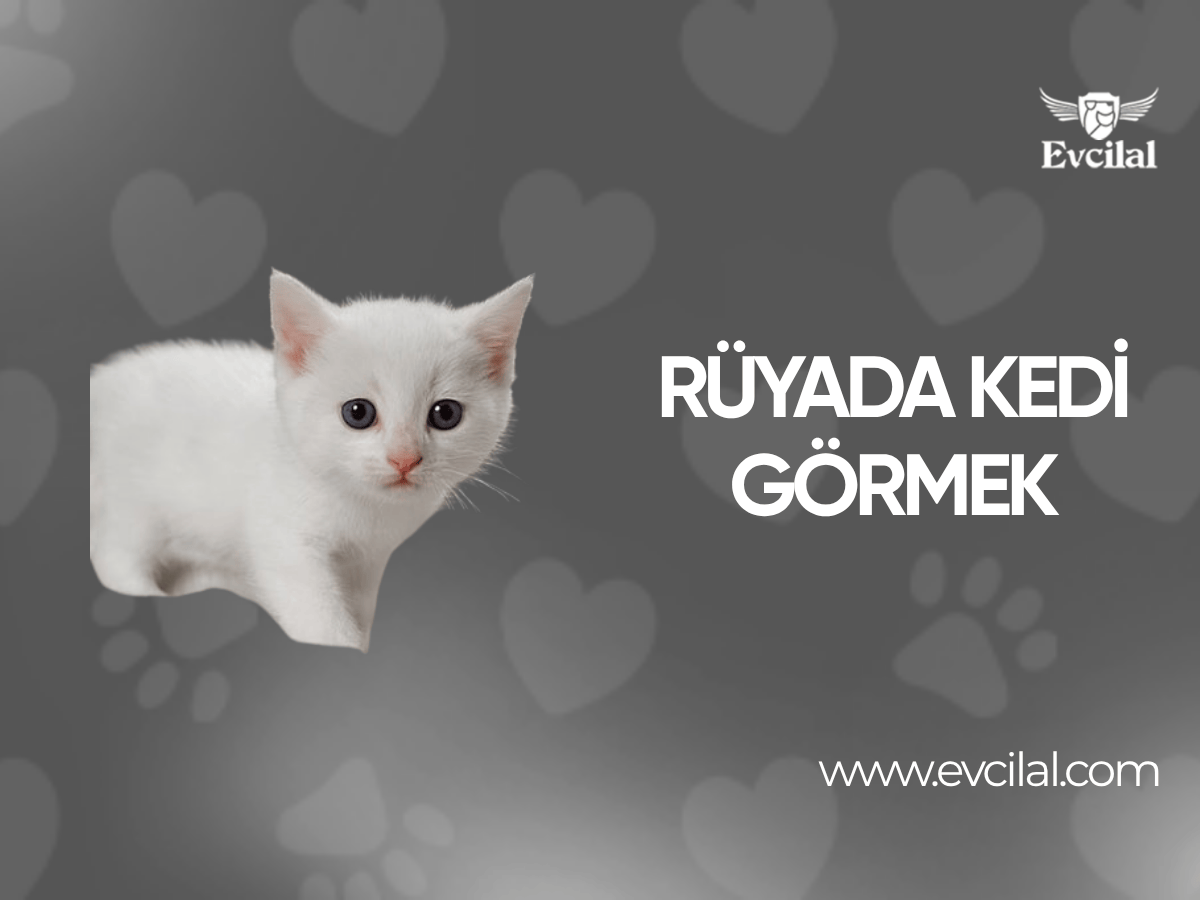 Rüyada Kedi Görmek Ne Anlama Gelir? 7 Yaygın Yorum