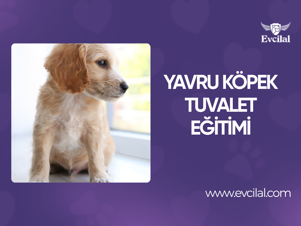 Yavru Köpek Tuvalet Eğitimi
