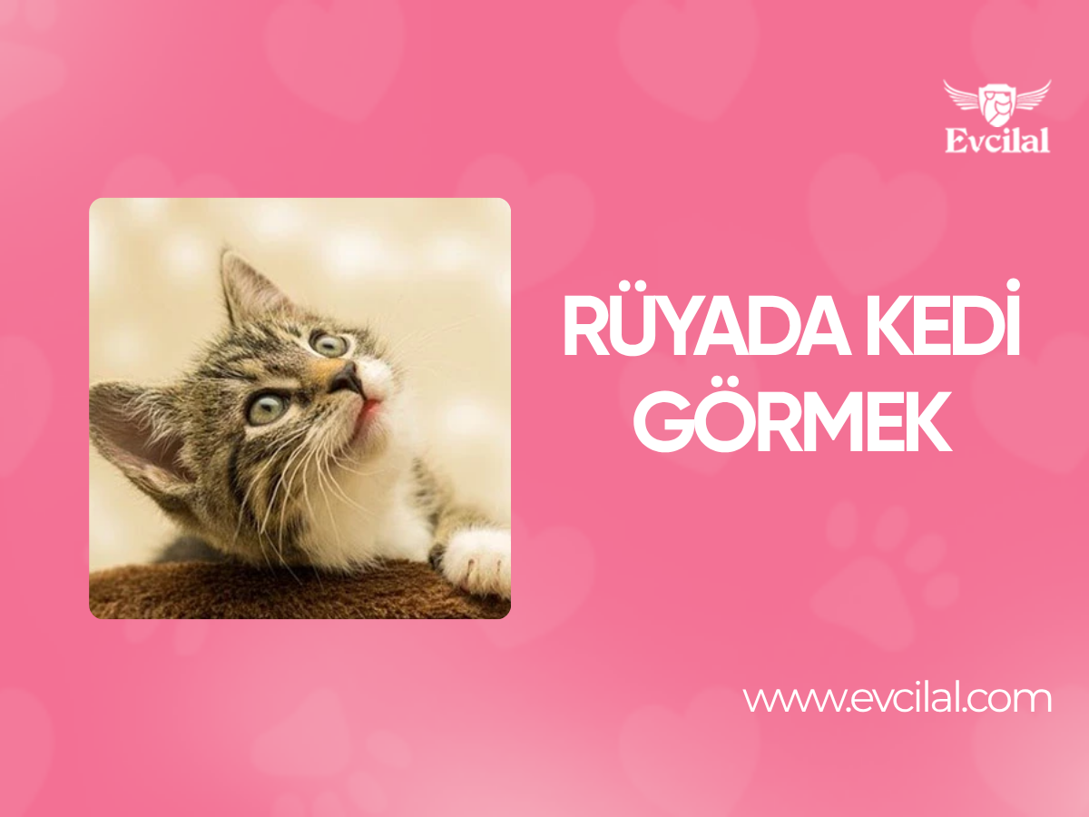 Rüyada Kedi Görmek