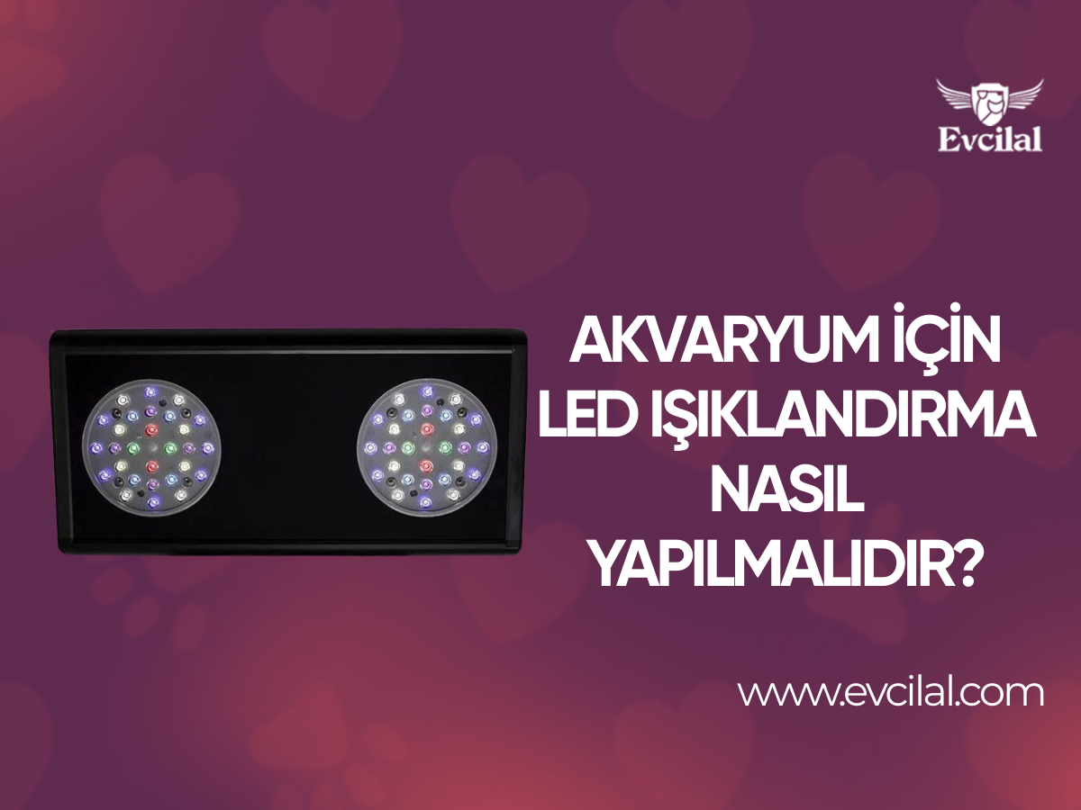 Akvaryum İçin Led Işıklandırma Nasıl yapılmalıdır?