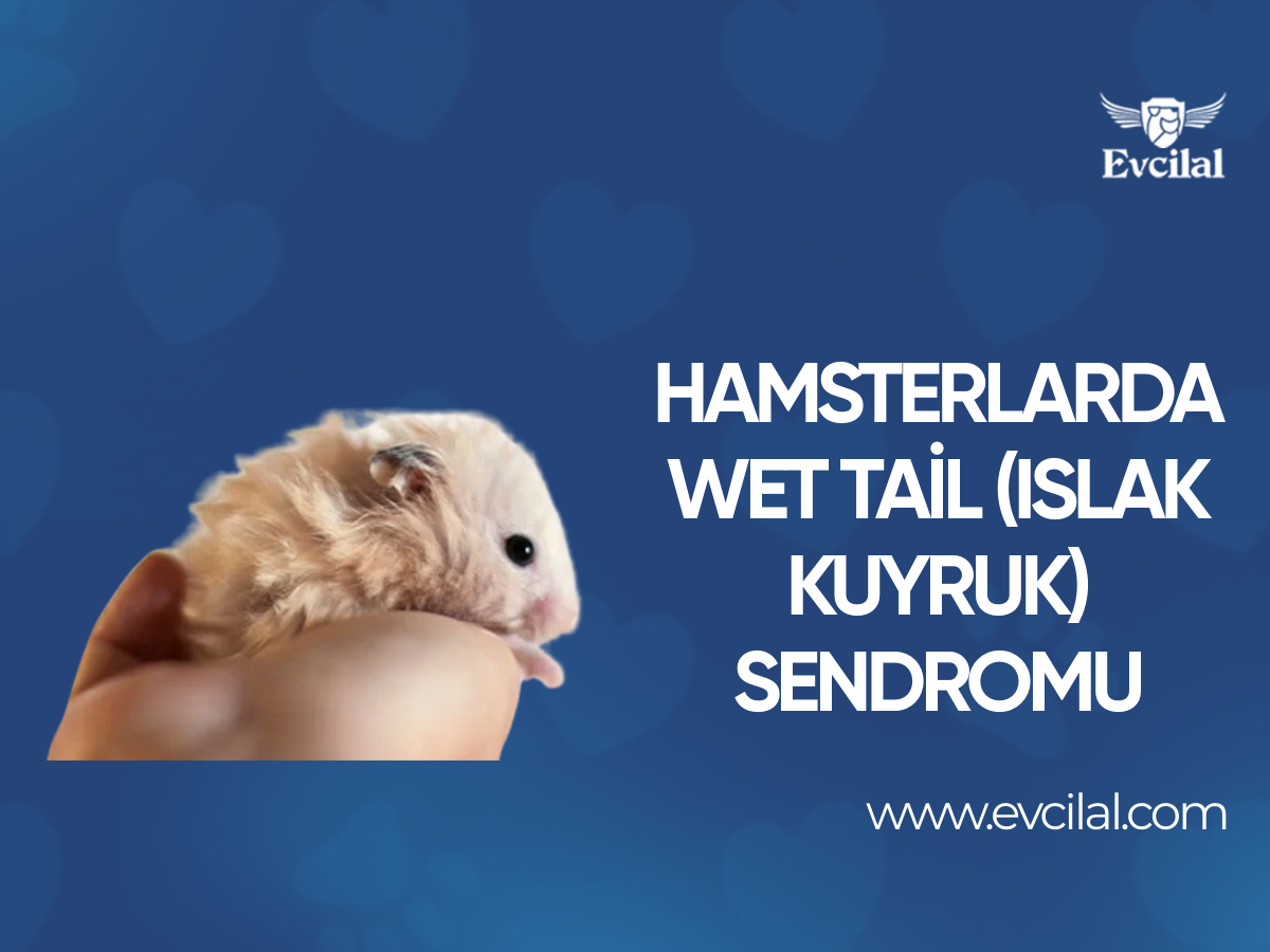 Hamsterlarda Wet Tail (Islak Kuyruk) Sendromu