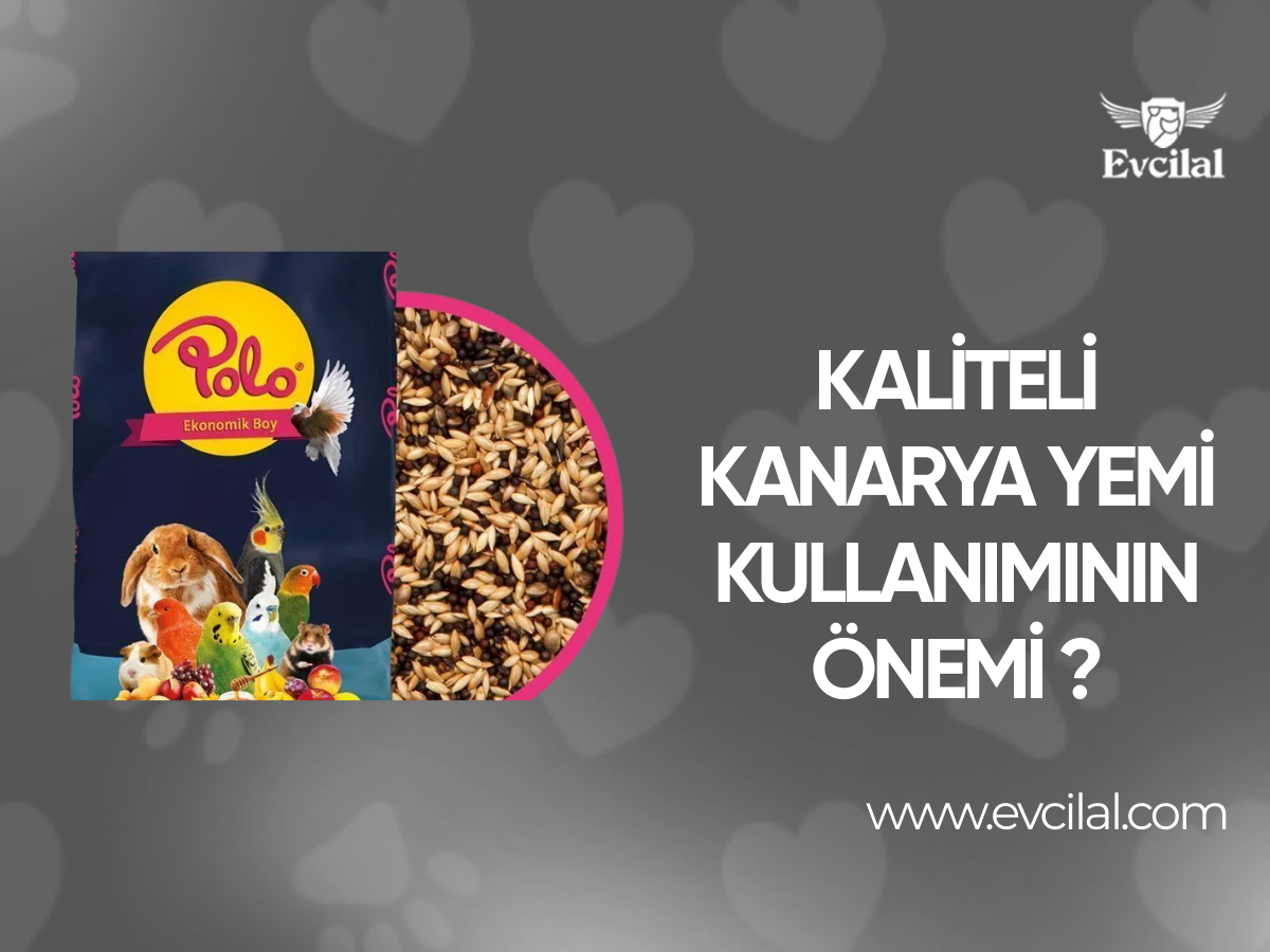 Kaliteli Kanarya Yemi Kullanımının Önemi ?