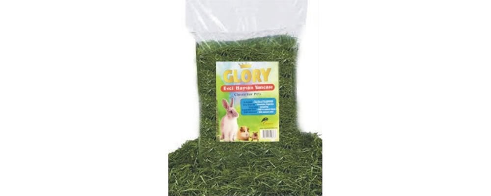 Evde Beslenen Tavşan Ne Yer?