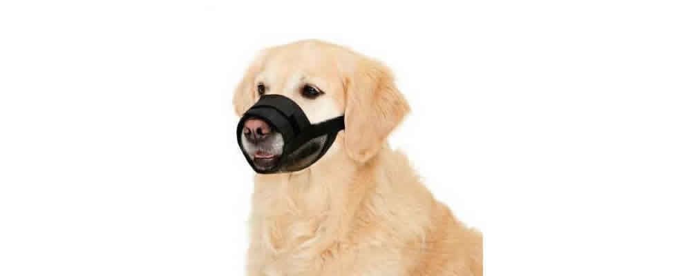 Köpek eğitiminde doğru bilinen yanlışlar