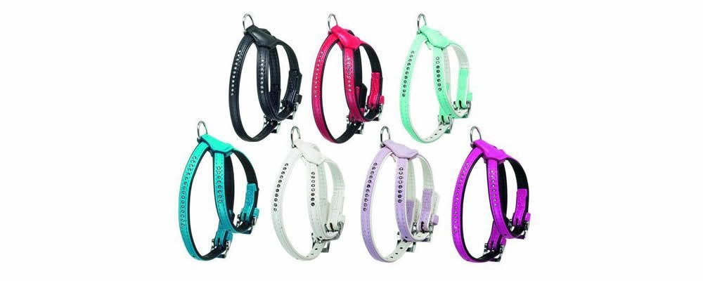 Hangi Cins Köpek Hangi Tasmayı Kullanmalı