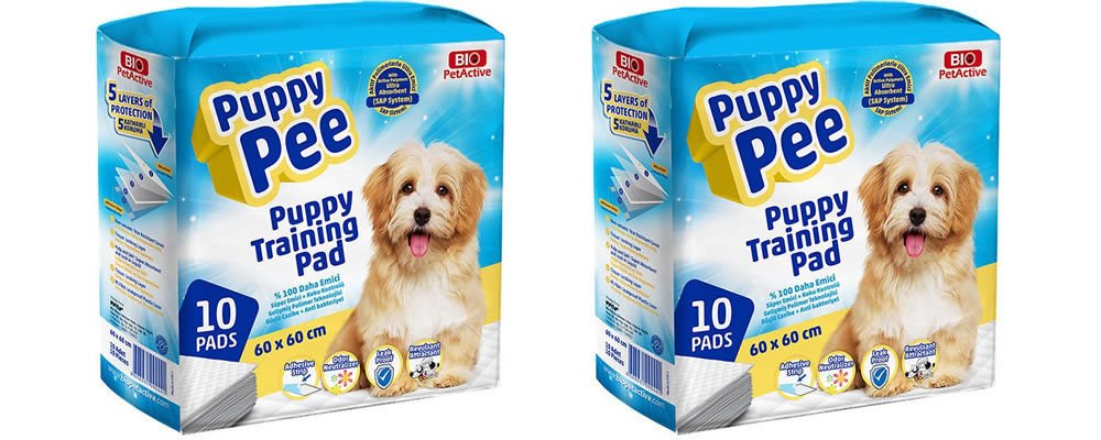 Köpeklerde Tuvalet Eğitiminde Dikkat Edilmesi Gerekenler