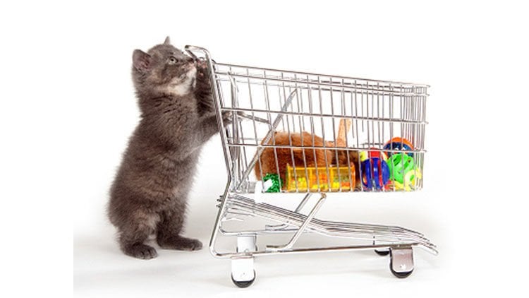 Hem sizi hem kedinizi mutlu edecek kedi malzemeleri